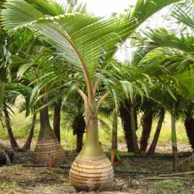 Bottle Palm