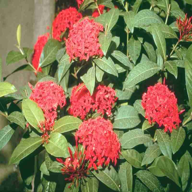 Ixora