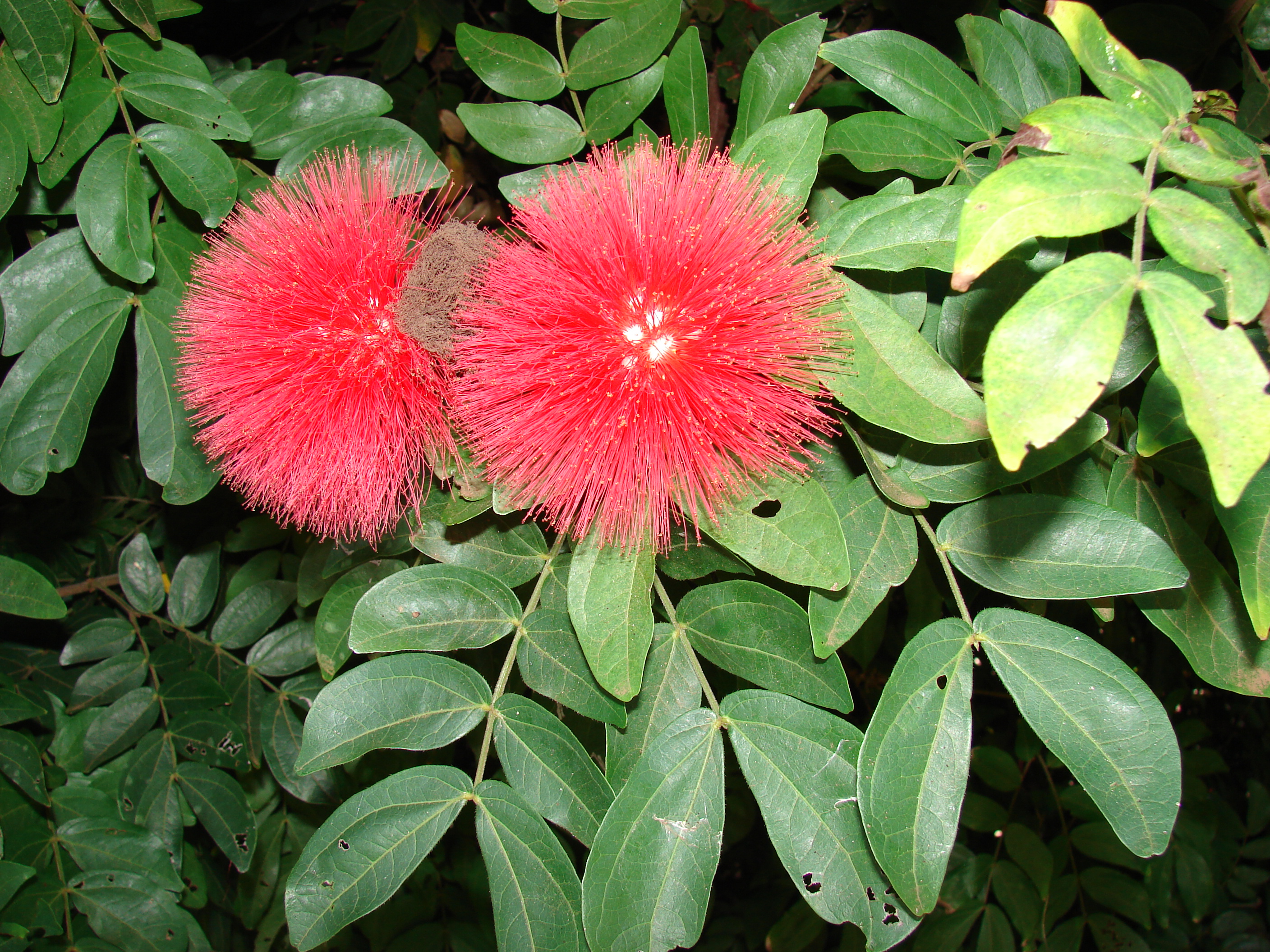 Calliandra