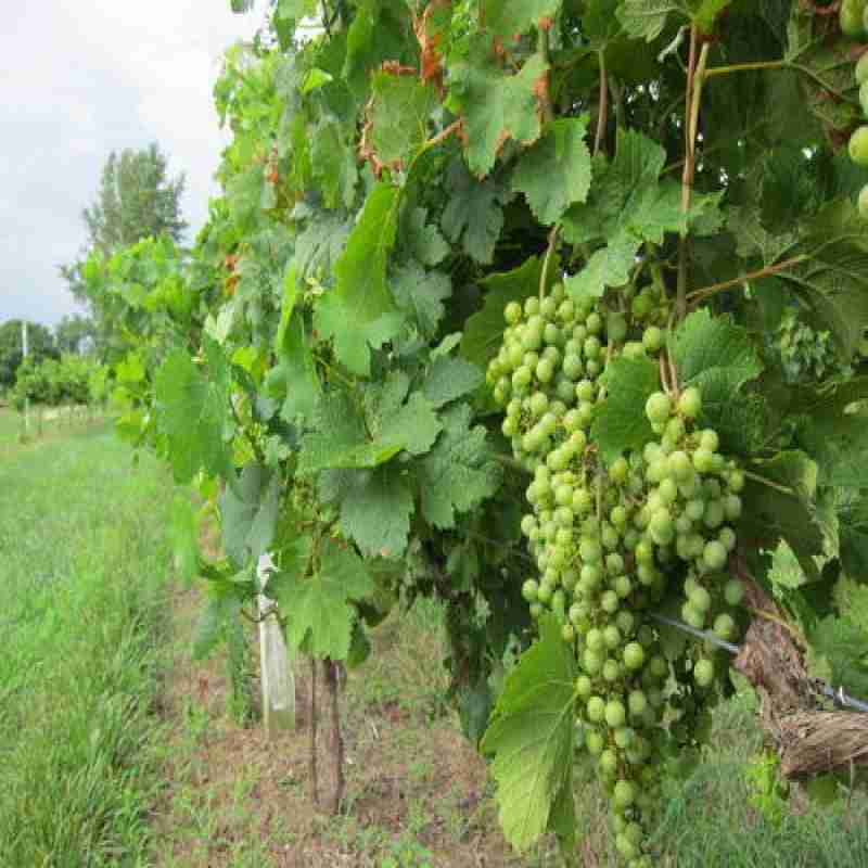 White Grapes