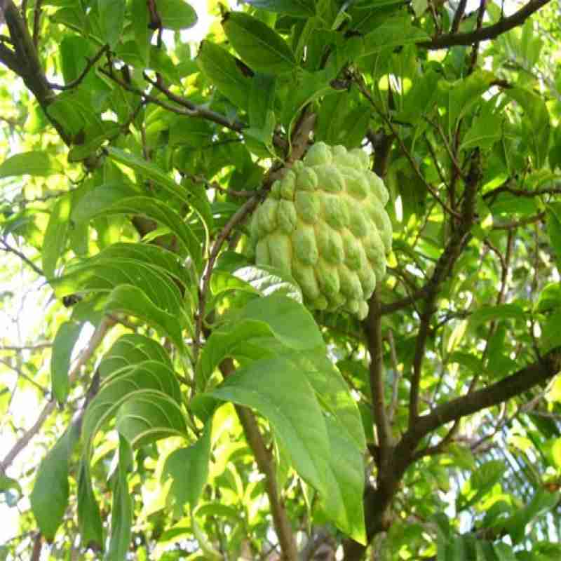 Sharifa (Custard Apple)