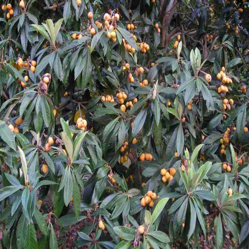 Loquat