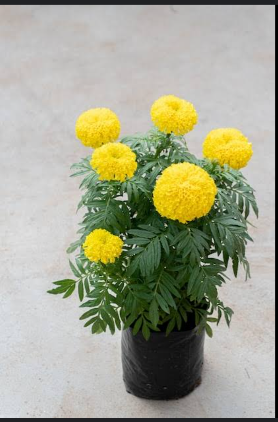 Marigold