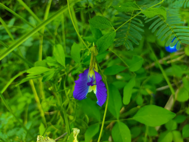 Aparajita 
