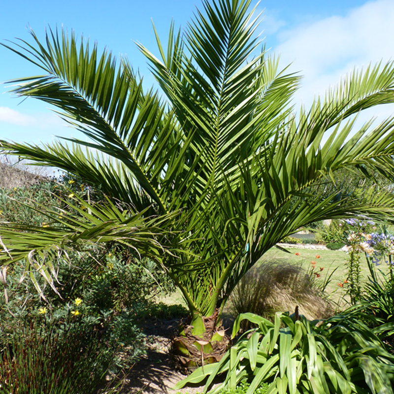 Phoenix Palm