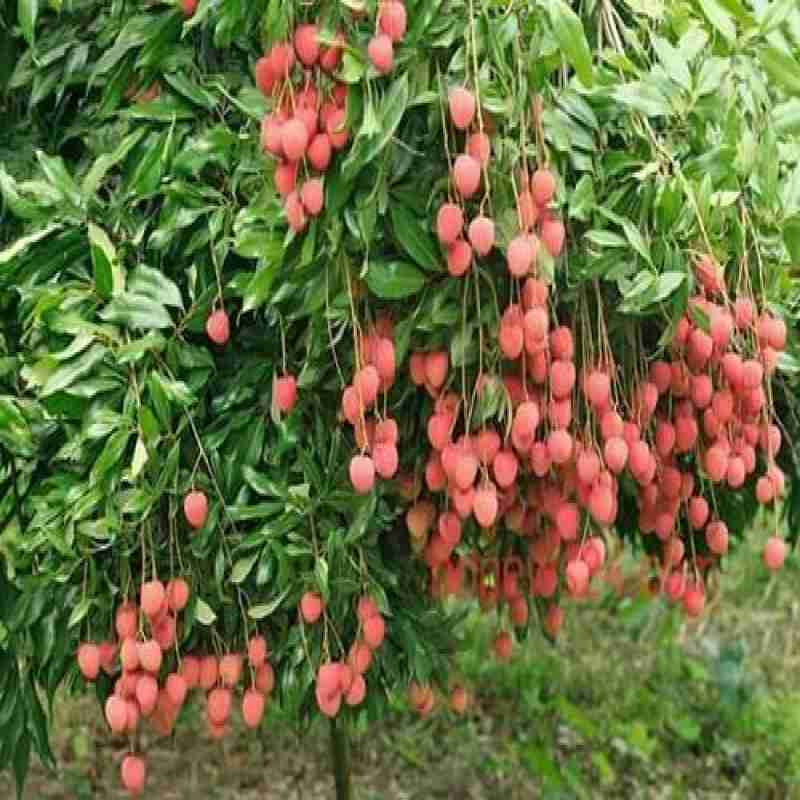 Litchi