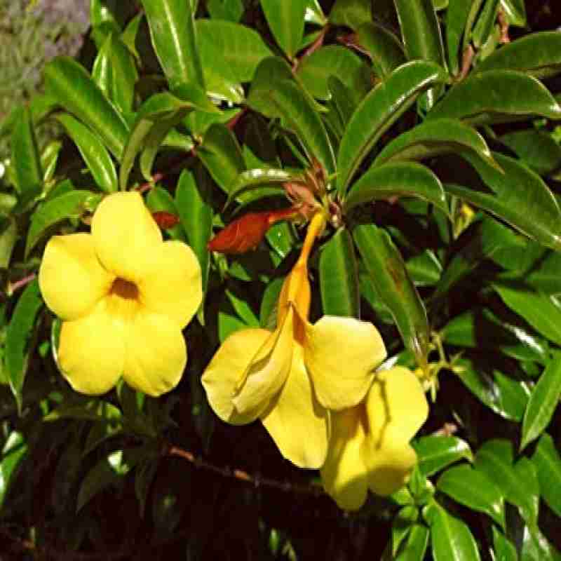 Allamanda