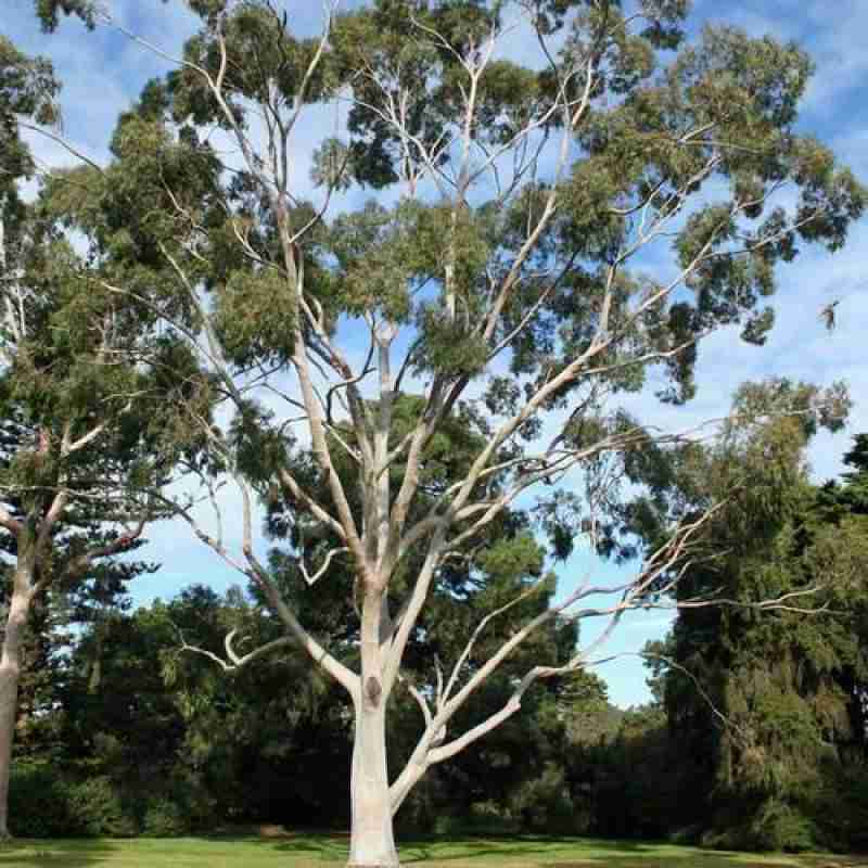 Eucalyptus