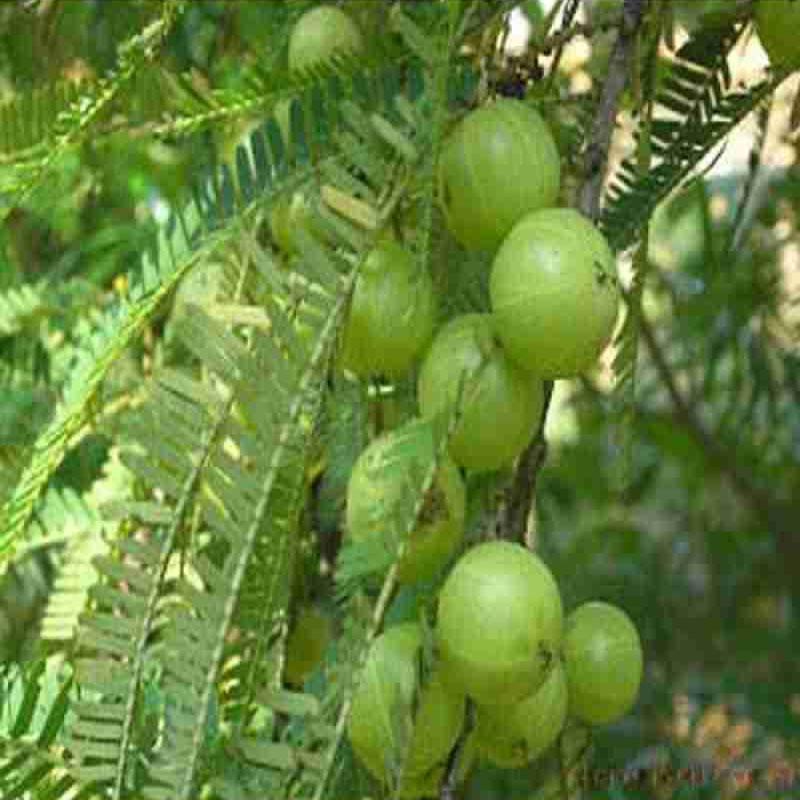 Amla