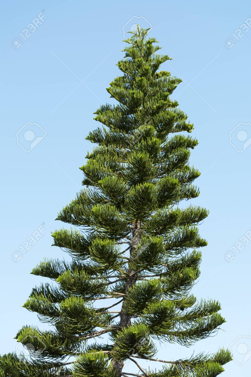 Araucaria