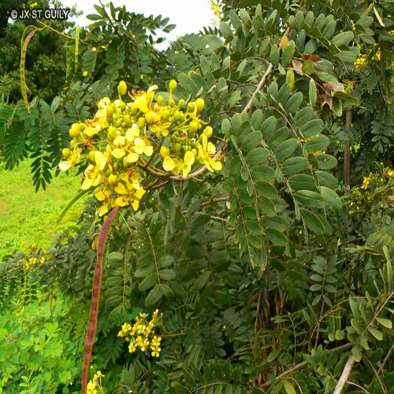 Cassia Siamea