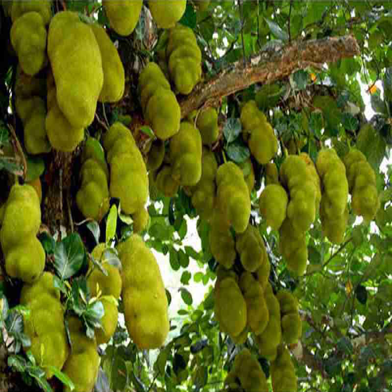 Jack Fruit