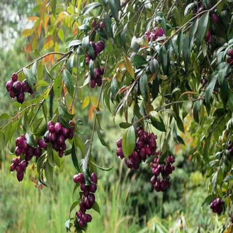 Jamun