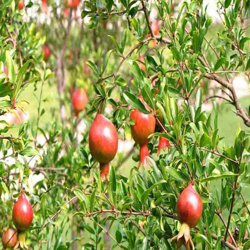 Pomegranate