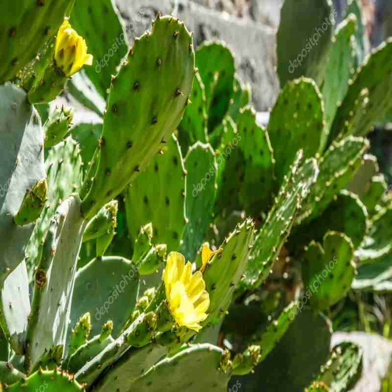 Nagphani (Prickly Pear)