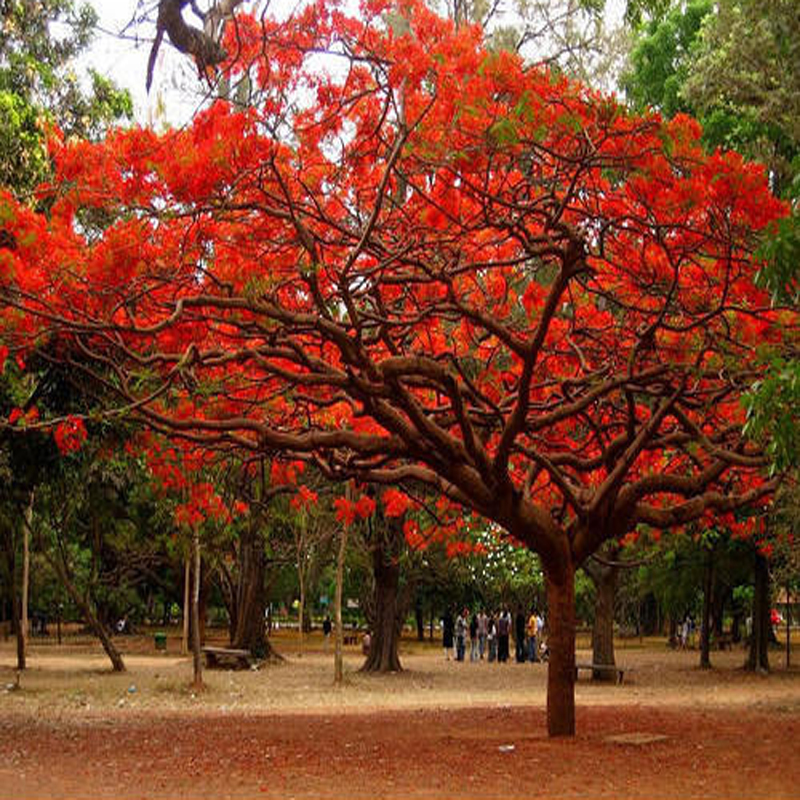 Gulmohar