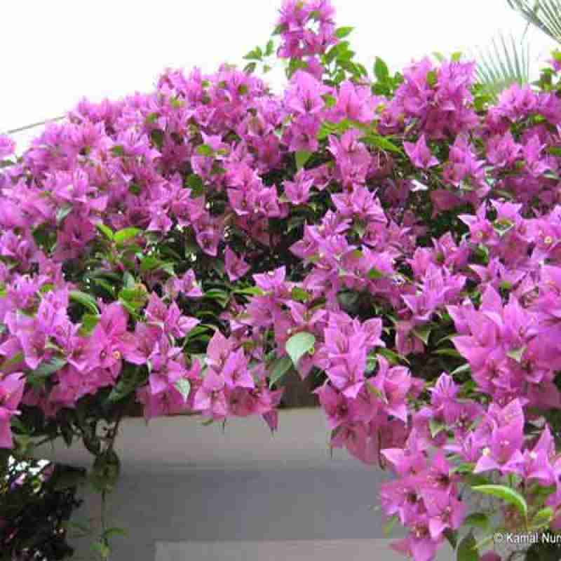 Bougainvillea