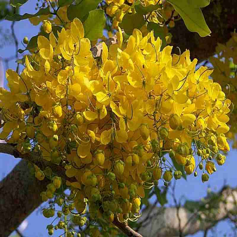 Amaltas