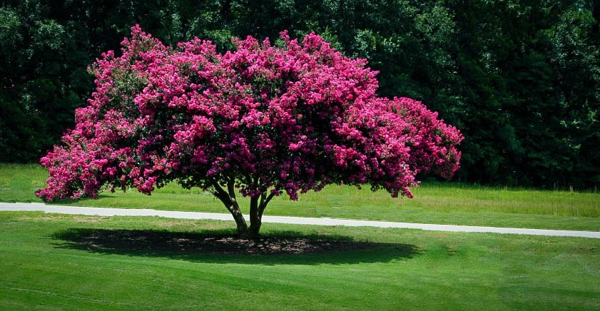 Crepe Myrtle